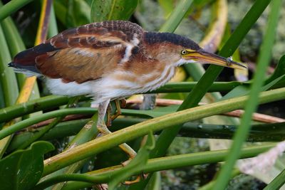Least bittern with a fish