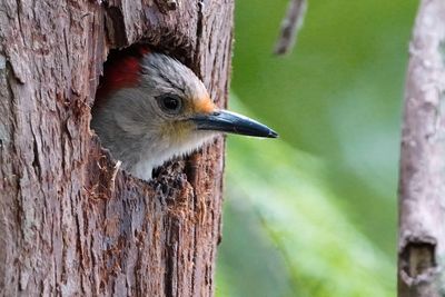 Female red-bellied woodpecker