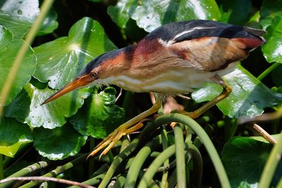 Least bittern