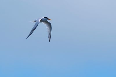 Least tern