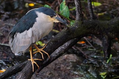 Black-crowned night heron