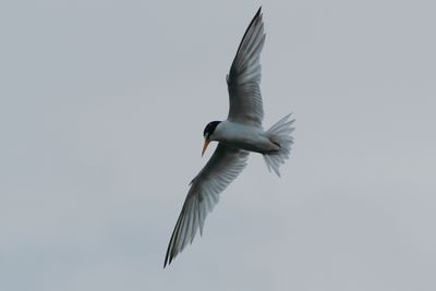 Least tern