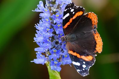 Red admiral butterfly