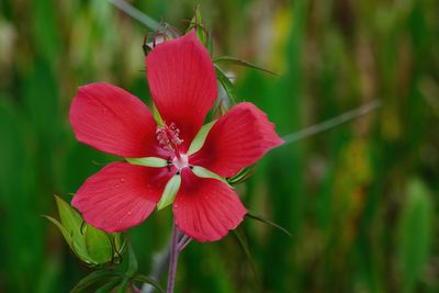 Hibiscus