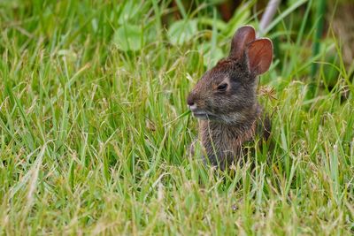 Marsh rabbit