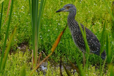 Juvenile yellow-crowned night heron