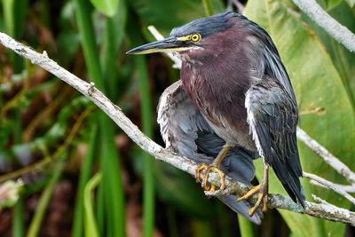 Green heron wings out in the sun