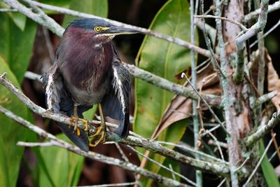 Green heron sunning its wings