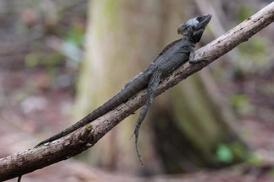 Basilisk lizard lying around