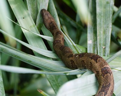 Brown water snake
