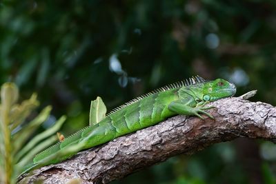 Lounging green iguana