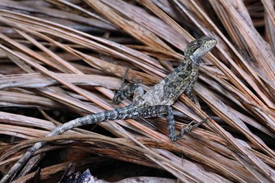 Juvenile basilisk lizard
