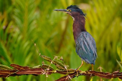 Green heron