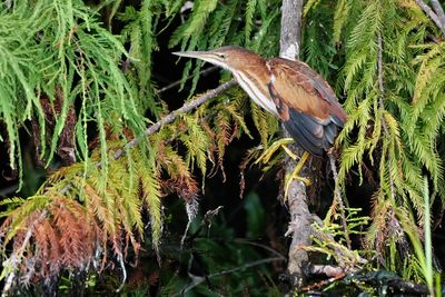 Least bittern