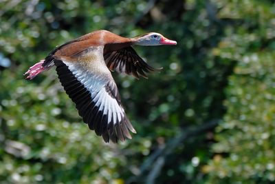 Black-bellied whistling duck in flight