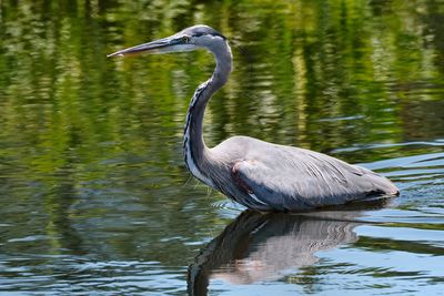 Great blue heron
