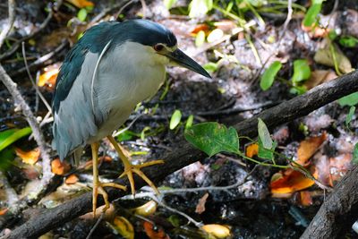 Black-crowned night heron