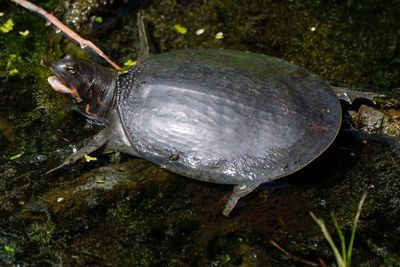 Florida softshell turtle juvenile