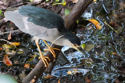 Black-crowned night heron