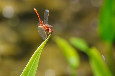 Variegated meadowhawk (?)