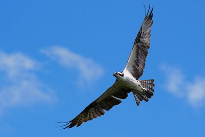 Osprey