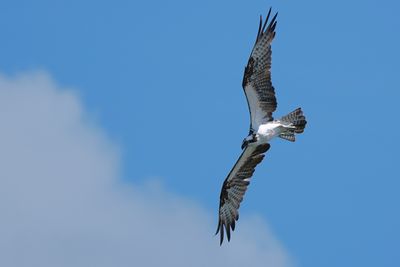 Osprey