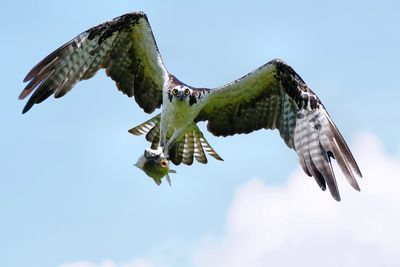 Osprey with fish