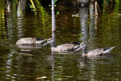 Blue-winged teals
