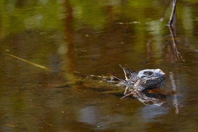Soaking iguana