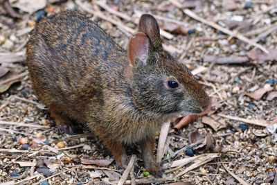 Marsh rabbit
