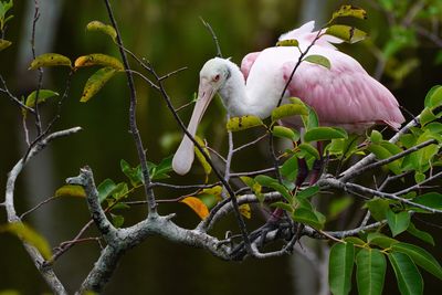 Roseate spoonbill