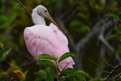A6600 - Wakodahatchee & Green Cay (Dec 2019 - )