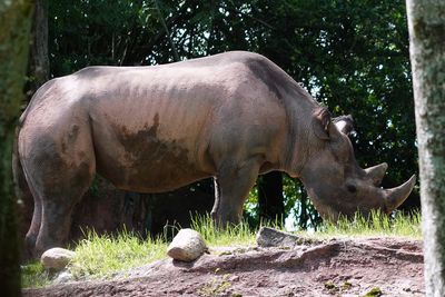 Black rhino