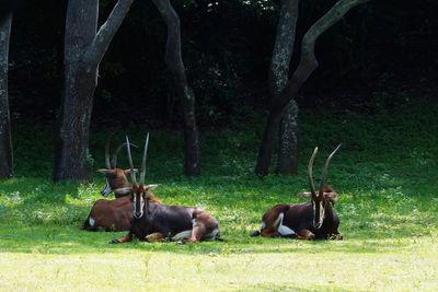 Scimitar-horned oryx