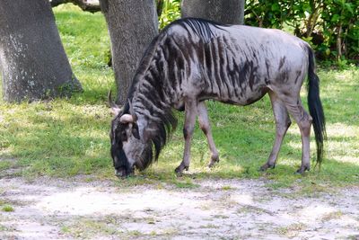 Wildebeest