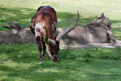 Ankole cattle