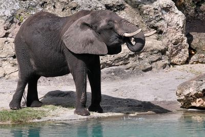 African elephant drinking