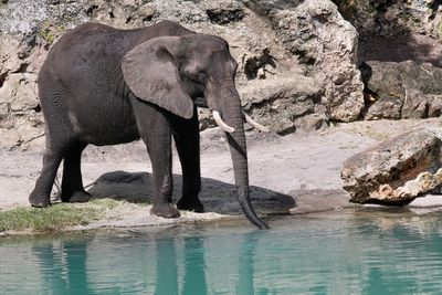 African elephant drinking
