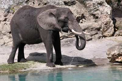 African elephant drinking