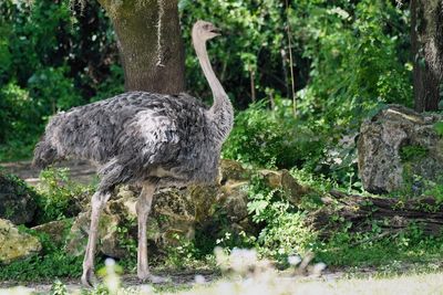 Ostrich