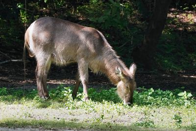 Waterbuck