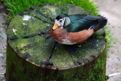 Cute little duck on a stump