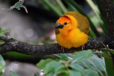 Golden weaver bird closeup