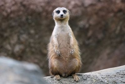 Meercat watching the photographer