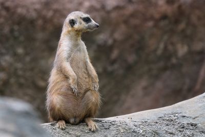 Meercat on alert