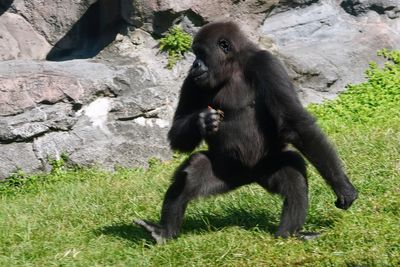 Young gorilla walking