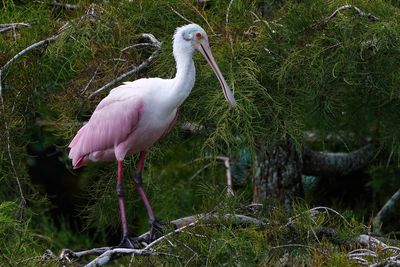 Roseate spoonbill