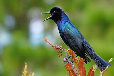 Boat-tailed grackle male