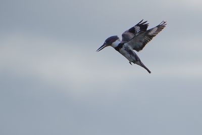 Belted kingfisher on the hunt