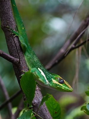 Knight anole